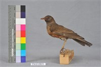 藏品(赤腹鶇)的圖片